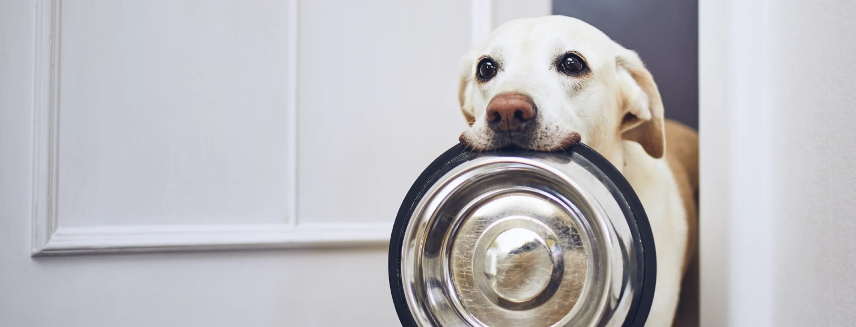 Dog at home with bowl in mouth